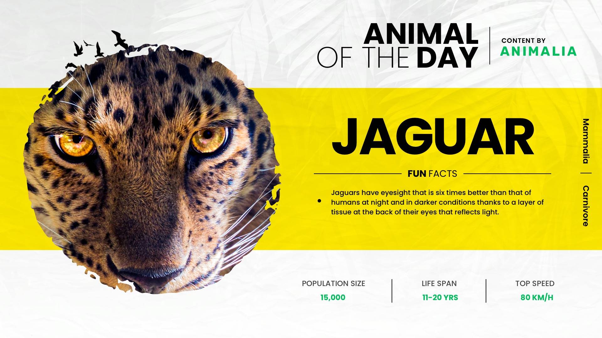 Animal Of The Day Animalia Digital Signage Template